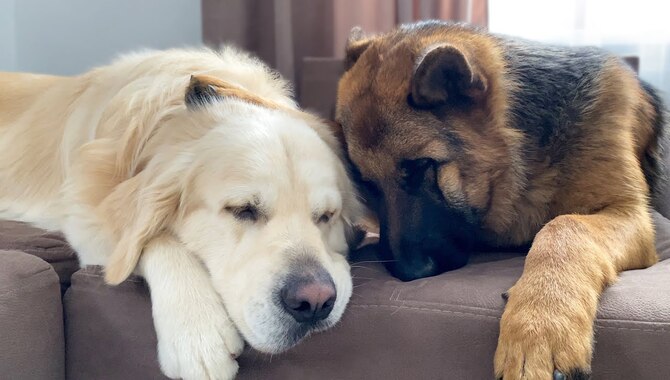 Will Goldens And Shepherds Get Along?