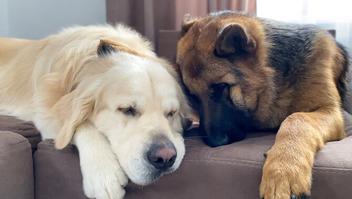 can a golden retriever and a german shepherd dog be friends