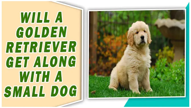 Will A Golden Retriever Get Along With A Small Dog