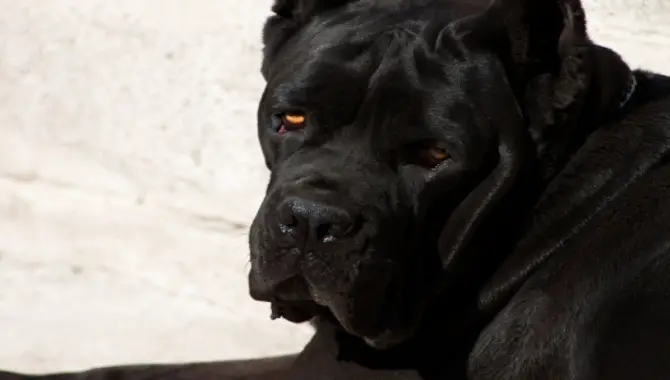Yellow Eyes Of Cane Corso Help Them See Better In The Dark