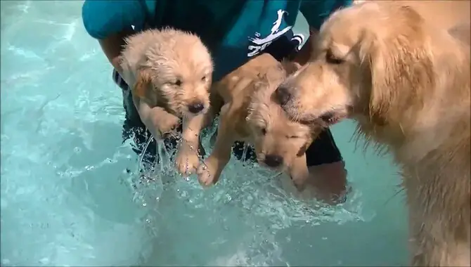 Your Golden Retriever Puppy And Swimming