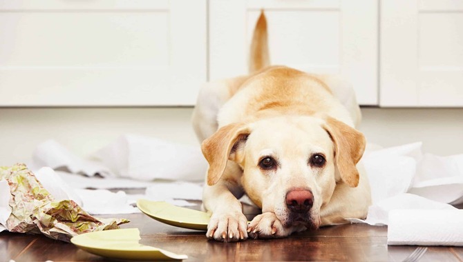 Your Golden Retriever Stops Listening To Commands