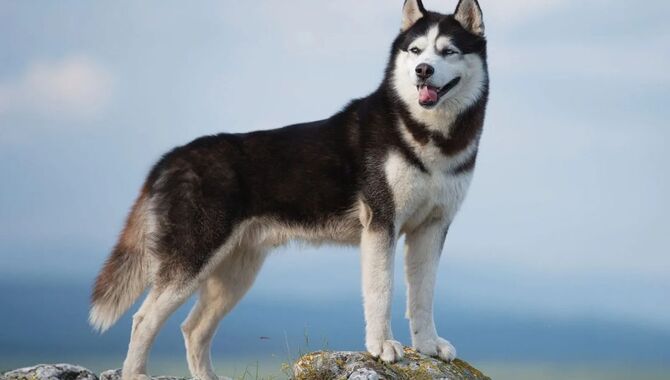 Your Guide To Tracking Your Husky's Growth And Size