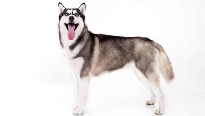 Your Guide To Tracking Your Husky's Growth And Size