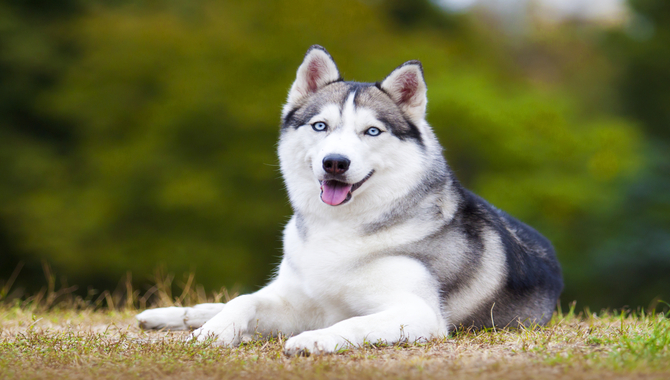 Your Husky Is Trained To Look At You