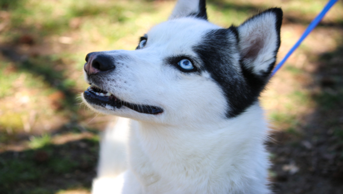 Your Husky Wants Something