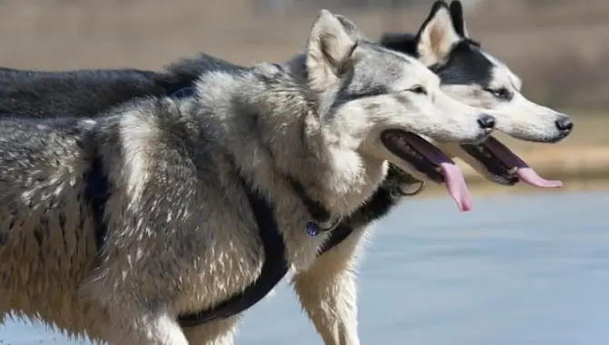 10 Common Reasons Why Do Huskies Pant So Much
