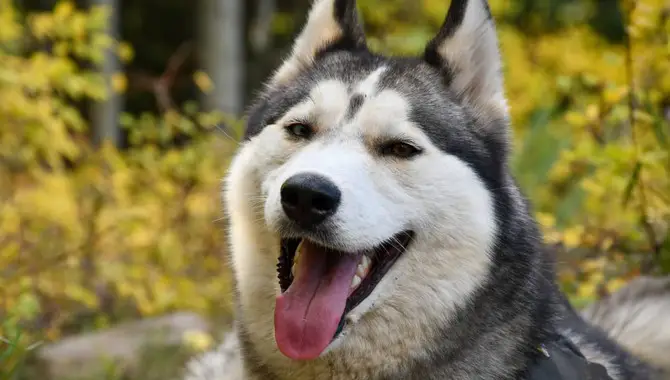 13 Exotic Husky Names With Meanings 2023: Boy & Girl