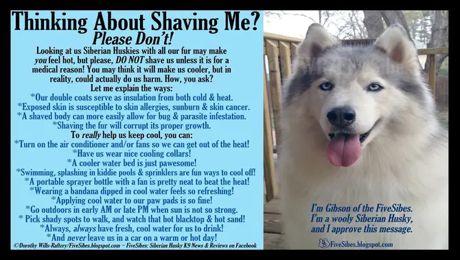4 Reasons Why Huskies Should Not Be Shaved