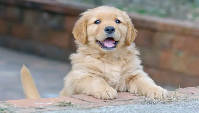 4 Reasons Your Golden Retriever May Not Want To Cuddle With You