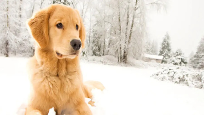 5 Factors To Determine If Your Golden Retriever Needs A Winter Coat