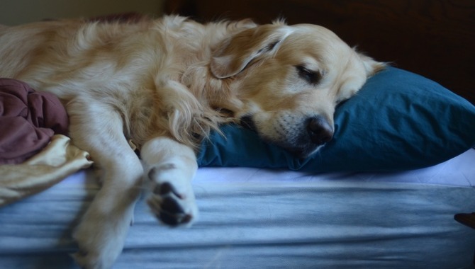 5 Possible Causes Of Golden Retriever Snoring