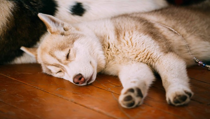 5 Ways To Get A Husky Puppy Sleeping The Whole Night