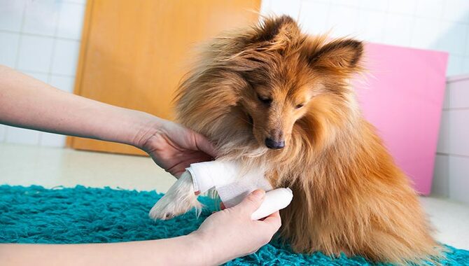6 Easy Ways Can You Use Polysporin On Dogs