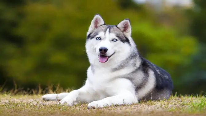 6 Easy Ways Huskies Need A Lot Of Attention