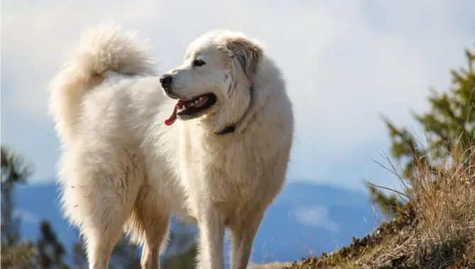 6 Key Differences Between Great Pyrenees Vs. Golden Retriever