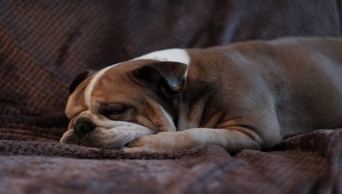 7 Solutions To Help With Your Dog's Snoring