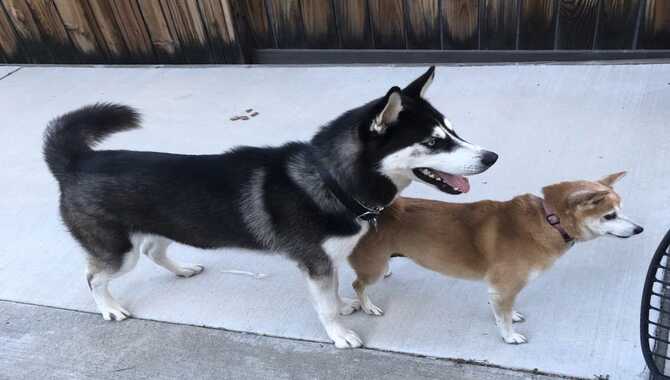 7 Tips For Keeping Your Husky Cool In Texas Heat