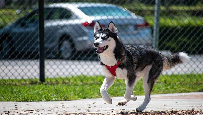 8 Reasons Why To Stop Huskies Running Away