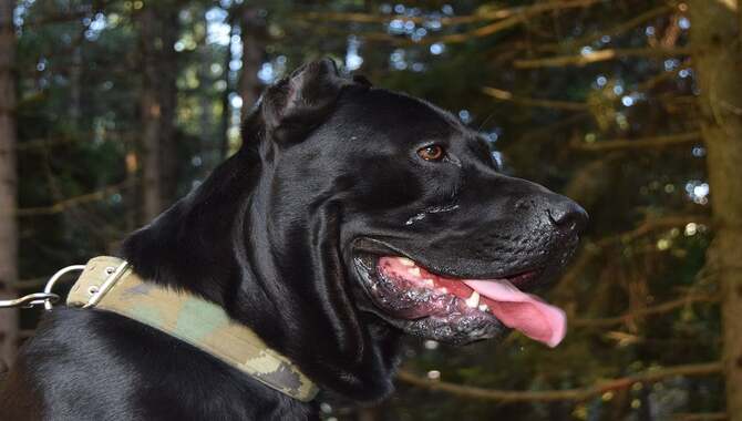 A Cane Corso Is At His Best With A Job To Do.