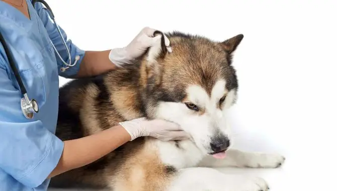 Advantages Of Pet Insurance For Huskies