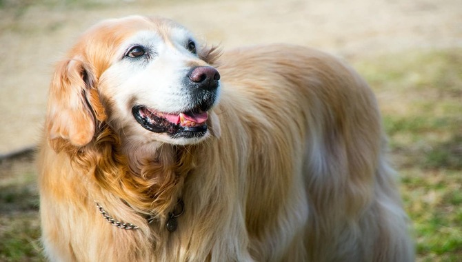 Age Of Your Golden Retriever