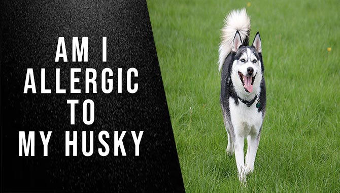 Am I Allergic To My Husky