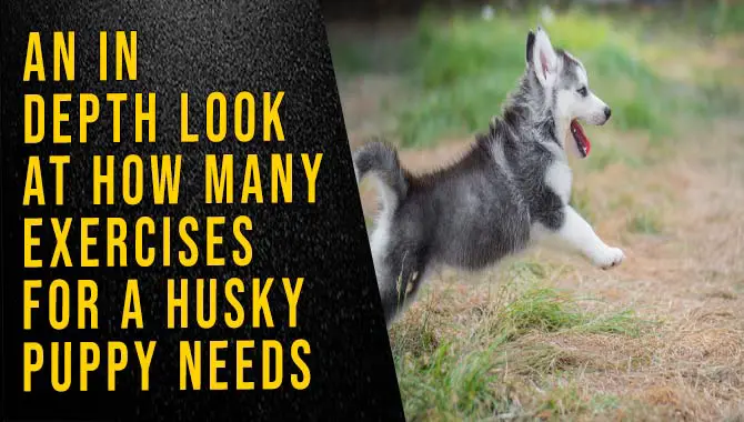 How Many Exercises For A Husky Puppy Needs