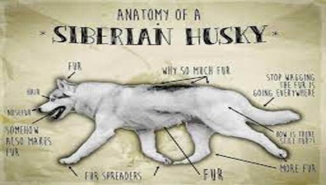 Anatomy Of Siberian Huskies