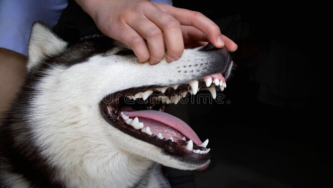 Apparent Fangs, Wrinkled Face, And Closed Mouth