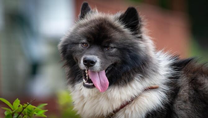 Appearance, Personality, And Traits Of A Husky Chow Chow Mix