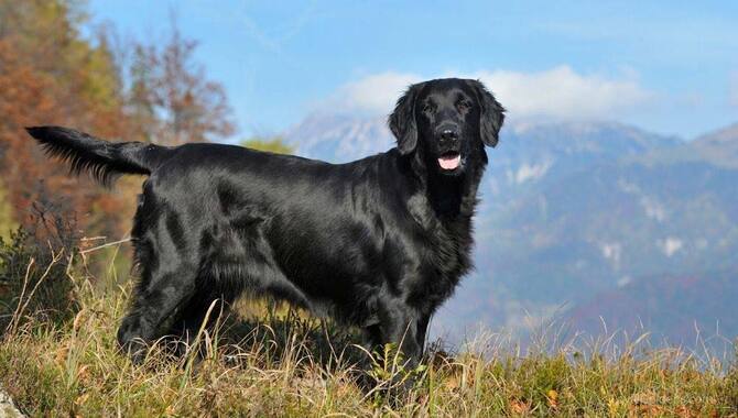 Are Black Golden Retrievers Real?