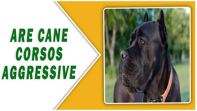 Are Cane Corsos Aggressive