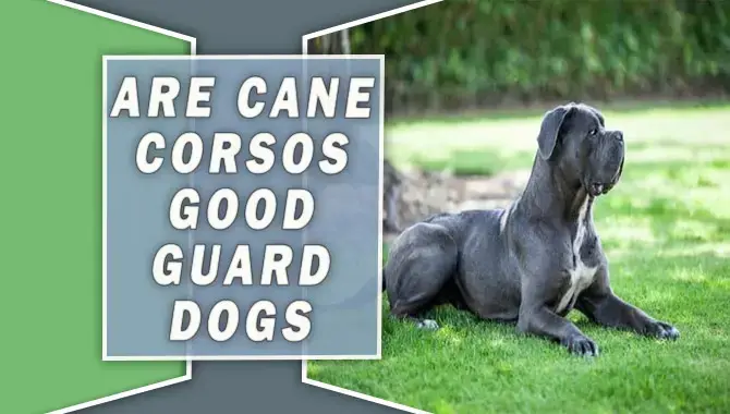 Are Cane Corsos Good Guard Dogs