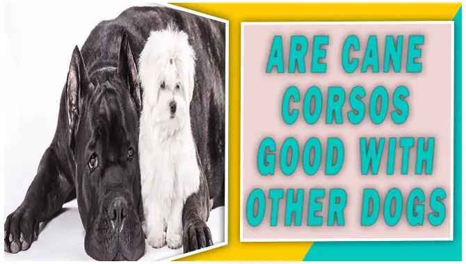 Are Cane Corsos Good With Other Dogs
