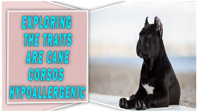 Are Cane Corsos Hypoallergenic