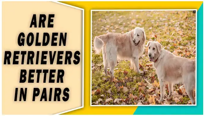 Are Golden Retrievers Better In Pairs