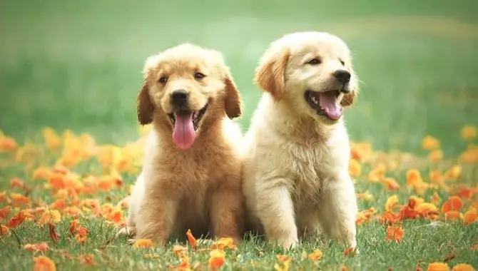 Are Golden Retrievers Expensive To Get And Care For