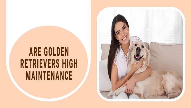 Are Golden Retrievers High Maintenance