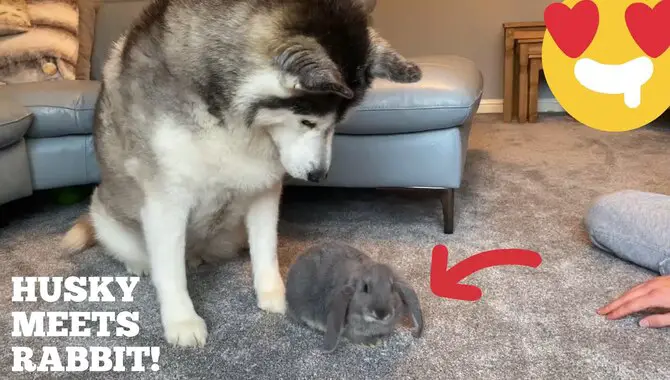 Are Huskies And Rabbits Compatible Pets
