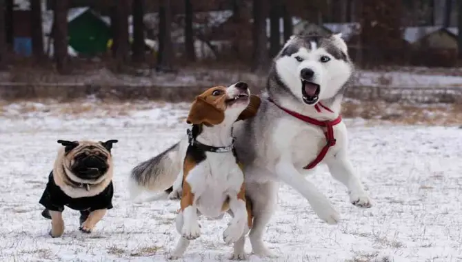 Are Huskies Good With Small Dogs (Explained)