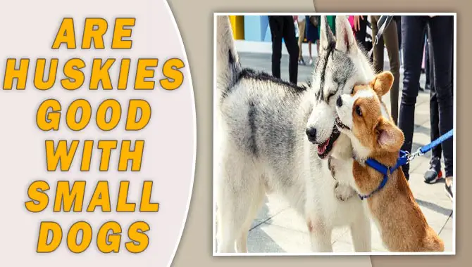 Huskies Good With Small Dogs