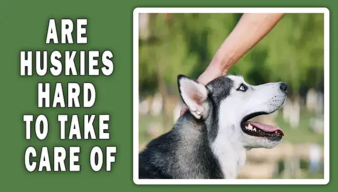 Are Huskies Hard To Take Care Of