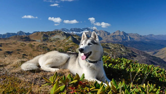 Are Huskies High Maintenance- 4 Things To Know