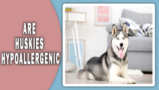 Are Huskies Hypoallergenic