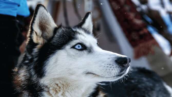 Are Huskies Naturally Protective?