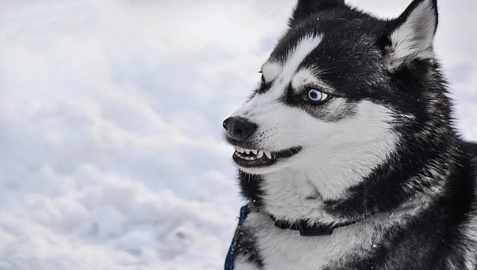 Are Siberian Huskies Dangerous