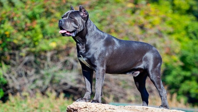 Are There Alternatives To Keeping Your Cane Corso Outside During Winter?