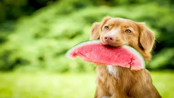 Are Watermelons Safe For Huskies To Consume?