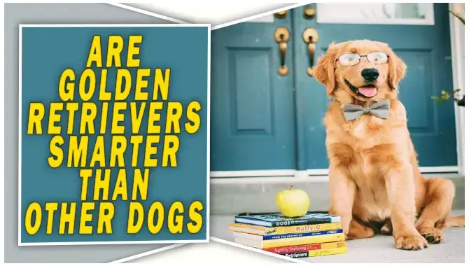 Are Golden Retrievers Smarter Than Other Dogs